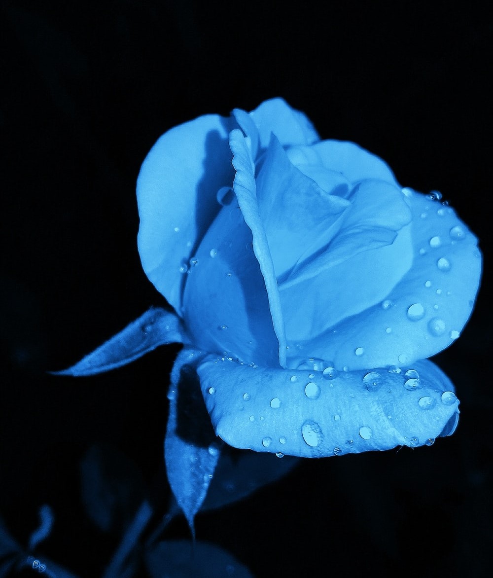 RoseBleu
